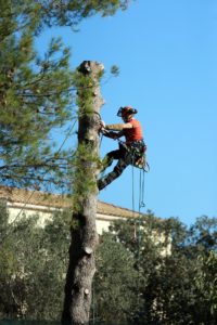 tree trimmed