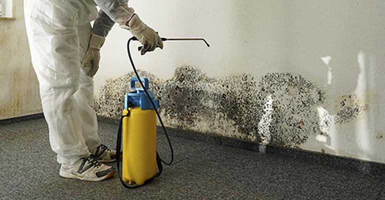 mold removal services