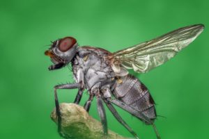 flies